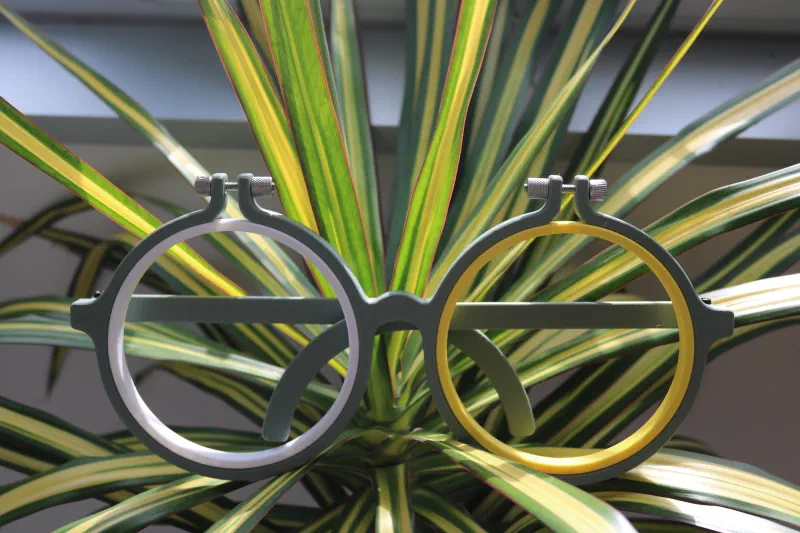 Palm plant with funny hoop glasses.